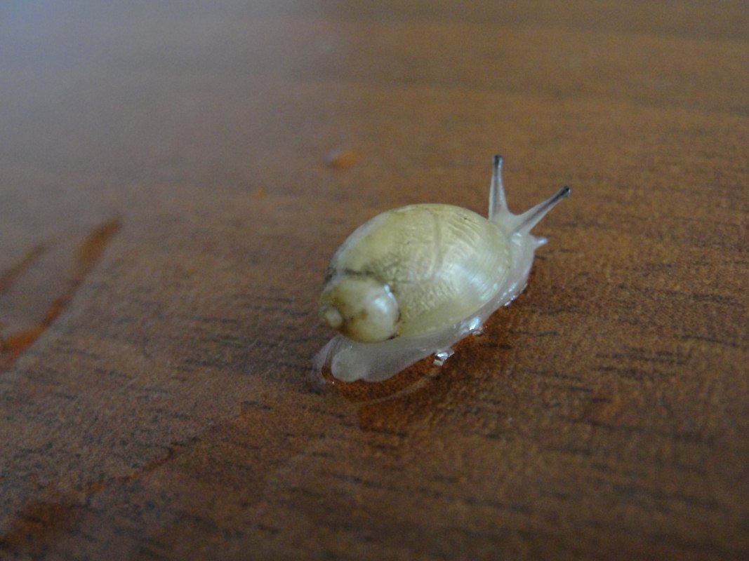 Succineidae (Colombia)